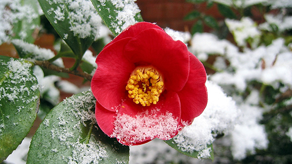 Garten winterfest machen - was gibt es alles zu erledigen?