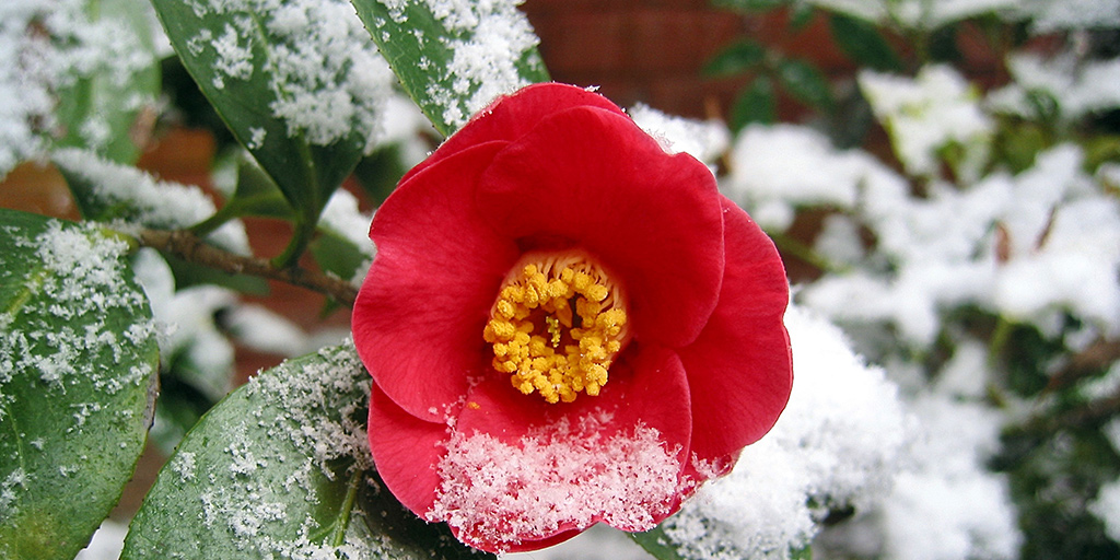  Garten winterfest machen - was gibt es alles zu erledigen?